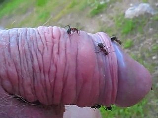 킨키 친구는 개미 언덕에 자신의 작은 물건을 찌른다 그것을 즐깁니다