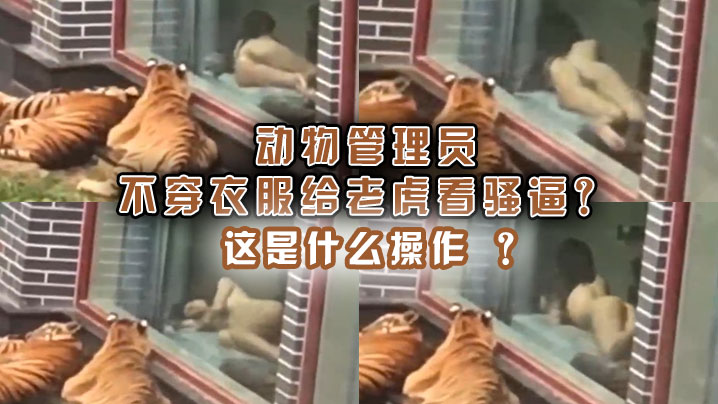 动物管理员不穿衣服给老虎看骚逼这是什么操作.